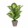 PLANTA DIEFFENBACHIA