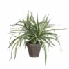 PLANTA DRACAENA