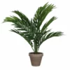 PALMERA ARECA