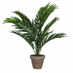 PALMERA ARECA