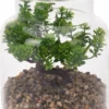 PLANTA ARTIFICIAL EN JARRON DE CRISTAL
