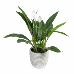 Planta Decorativa 40 X 41 X 48 Cm Verde PVC