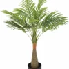 PLANTA PALMERA