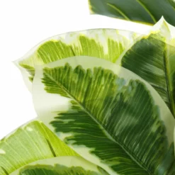 Planta Decorativa 47 X 47 X 132 Cm Verde PVC Roble -Conforama Tienda de ventas cd6930aa762fd7ddedaf09d277499892b3b71b12 b5149cd074d04de597065b1dac7ebc12