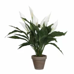 PLANTA SPATHIPHYLLUM