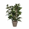 Planta Artificial FICUS Verde Oscuro Marca MYCA